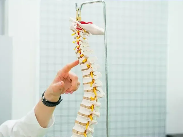Spinal Chord model chiropractic adjustment